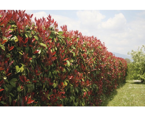 12 x Glanzmispel FloraSelf Photinia fraseri 'Red Robin' H 80-100 cm Co 10 L für ca. 5 m Hecke