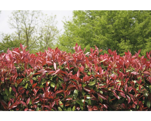 9 x Glanzmispel FloraSelf Photinia fraseri 'Red Robin' H 125-150 cm Co 15 L für ca. 4 m Hecke