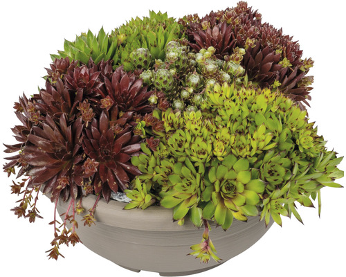 Sempervivum MIX in Schale Ø 25 cm Topf