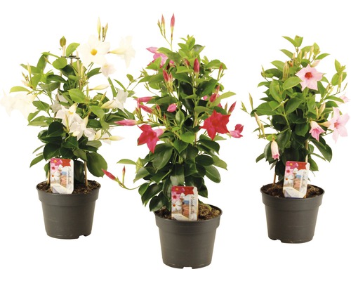 Dipladenie, Trichterblüte rosa Pyramide FloraSelf Mandevilla H 50-55 cm Ø 17 cm Topf