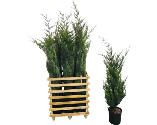 6 x Englische Zypresse FloraSelf Cupressocyparis leylandii H 125-150 cm Co 12L für ca.
            3 m Hecke