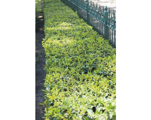 26 x Portugiesischer Kirschlorbeer FloraSelf Prunus lusitanica 'Angustifolia' H 80-100 cm Co 10 L für ca. 10 m Hecke