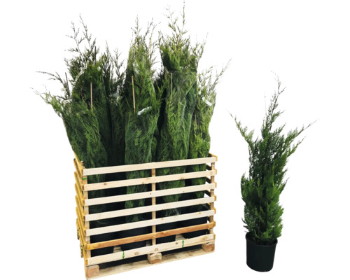 12 x Englische Zypresse FloraSelf Cupressocyparis leylandii H 125-150 cm Co 12 L für
            ca. 6 m Hecke