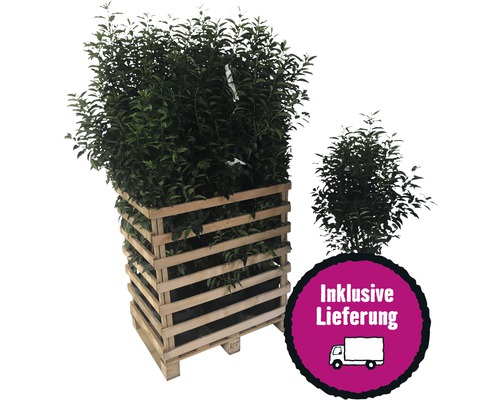 13 x Portugiesischer Kirschlorbeer FloraSelf Prunus lusitanica 'Angustifolia' H 80-100
            cm Co 10 L für ca. 5 m Hecke