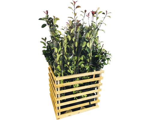 12 x Glanzmispel FloraSelf Photinia fraseri 'Red Robin' H 80-100 cm Co 10 L für ca. 5 m Hecke