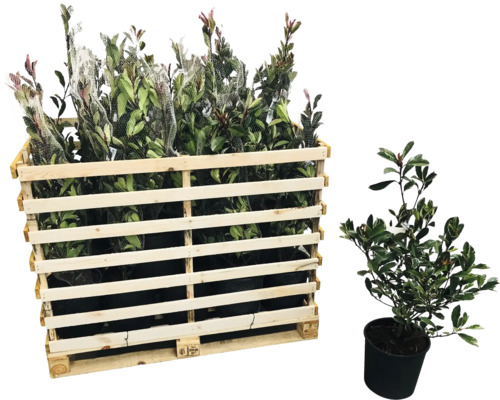 23 x Glanzmispel FloraSelf Photinia fraseri 'Pink Marble' H 80-100 cm Co 10 L für ca.
            9 m Hecke
