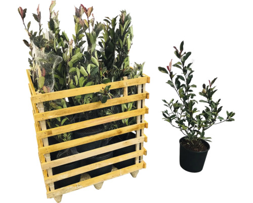 12 x Glanzmispel FloraSelf Photinia fraseri 'Pink Marble' H 80-100 cm Co 10 L für ca.
            5 m Hecke