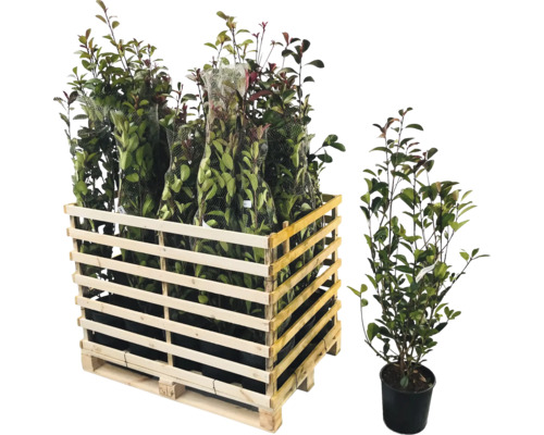 23 x Glanzmispel FloraSelf Photinia fraseri 'Red Robin' H 80-100 cm Co 10 L für ca. 9
            m Hecke