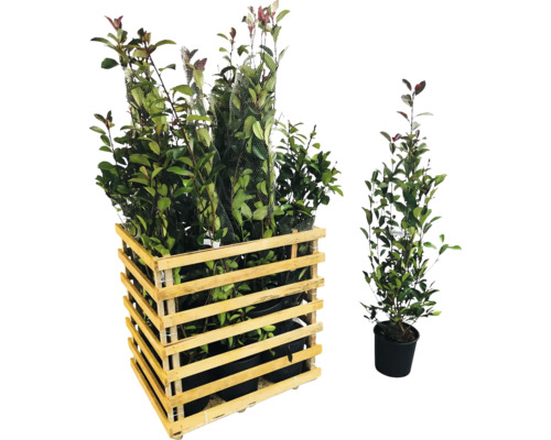 12 x Glanzmispel FloraSelf Photinia fraseri 'Red Robin' H 80-100 cm Co 10 L für ca. 5 m Hecke