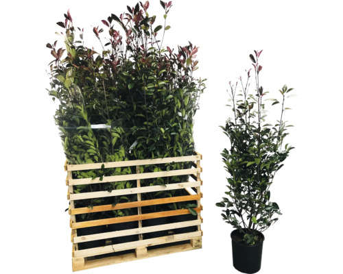 18 x Glanzmispel FloraSelf Photinia fraseri 'Red Robin' H 125-150 cm Co 15 L für ca. 7
            m Hecke